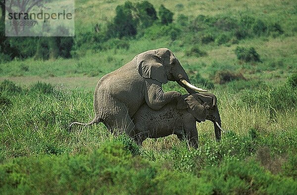 Afrikanischer Elefant (loxodonta africana)  Paar Paarung  Masai Mara Park in Kenia
