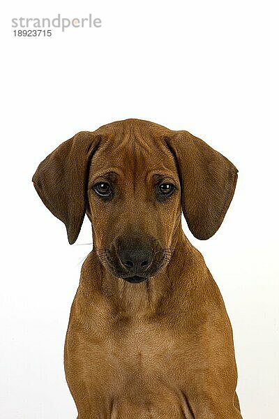 Rhodesian Ridgeback  3 Monate alter Welpe vor weißem Hintergrund