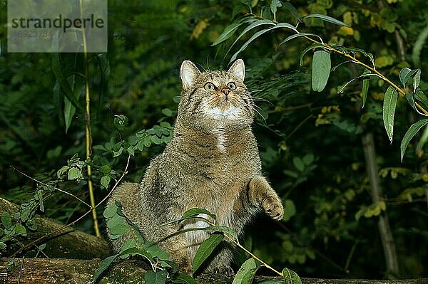 Europäische Wildkatze (felis silvestris)  erwachsen