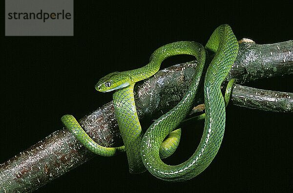 GRÜNE Nachtbaumnatter (boiga) cyanea  ERWACHSENE AUF BRANCHE STEHEND  THAILAND