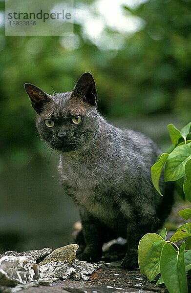 Amerikanische Drahthaar-Hauskatze  erwachsen