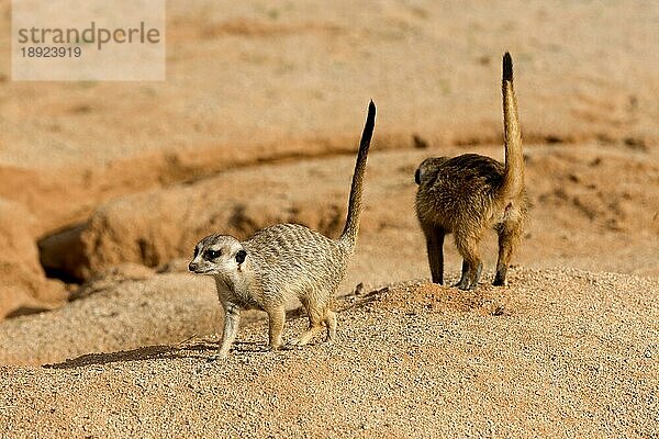 MEERKAT (suricata suricatta)  ERWACHSENE  NAMIBIA