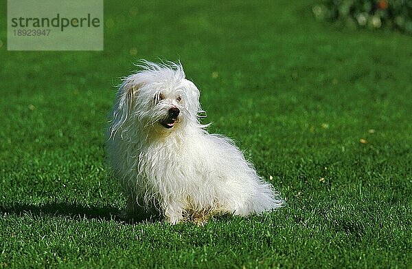 Coton de Tulear Hund  Erwachsener sitzend auf Gras