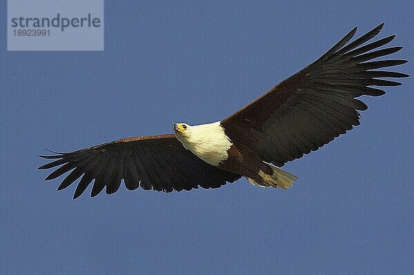 Afrikanischer Fischadler (haliaeetus vocifer)  Erwachsener im Flug  Baringo See in Kenia