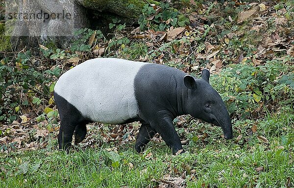 Malaiischer Tapir (tapirus indicus)  Erwachsener