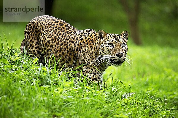 Sri Landkan Leopard (panthera pardus kotiya)  Erwachsener auf Gras