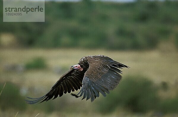 Lappengesichtsgeier (torgos tracheliotus)  Erwachsener im Flug  Masai Mara Park in Kenia