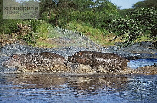 HIPPOPOTAMUS (hippopotamus amphibius)  ERWACHSENE IM WASSER  MASAI MARA PARK IN KENIA