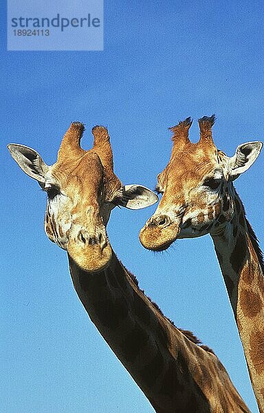 ROTHSCHILD'S GIRAFFE (giraffa camelopardalis rothschildi)  KÖPFE VON ERWACHSENEN