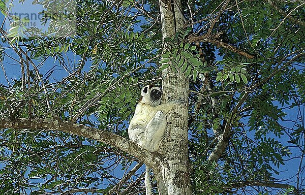 Larvensifaka (propithecus verreauxi)  ERWACHSENER IM BAUM STEHEND  BERENT-RESERVE IN MADAGASKAR