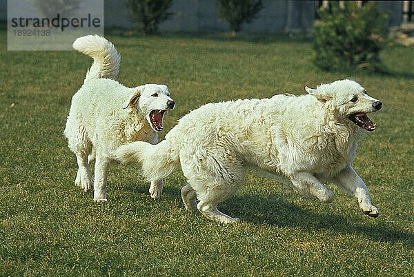 Kuvasz Hund  Erwachsene spielen