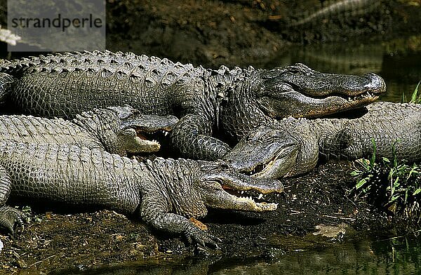 Australisches Leistenkrokodil (crocodylus porosus) oder Ästuarkrokodil  erwachsen  Australien  Ozeanien