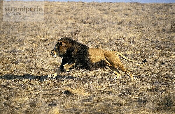 Afrikanischer Löwe (panthera leo)  erwachsen  laufend