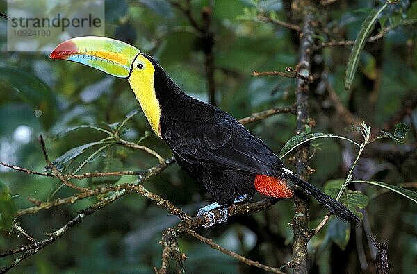 Fischertukan (ramphastos sulfuratus)  ERWACHSENER AUF BRANCHE STEHend  COSTA RICA