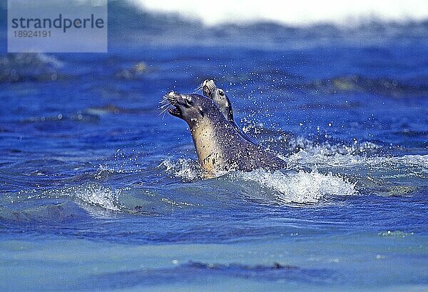 Australischer Seelöwe  neophoca cinere  Erwachsene spielen im Ozean  Australien  Ozeanien