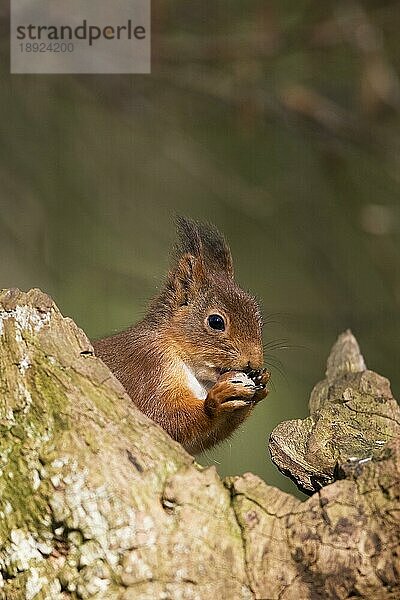 Europäisches Eichhörnchen (sciurus vulgaris)  ERWACHSENER FÄSST HAZELNUSS  NORMANDY