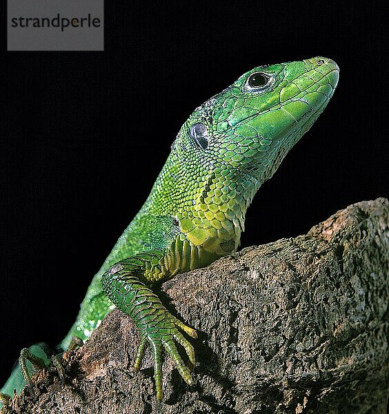 GRÜNE Östliche Smaragdeidechse (lacerta viridis)  ERWACHSENE