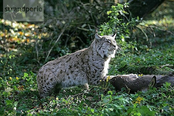 EUROPÄISCHER LYNCH (felis lynx)  ERWACHSENER MIT ROHIRSCHKOPF