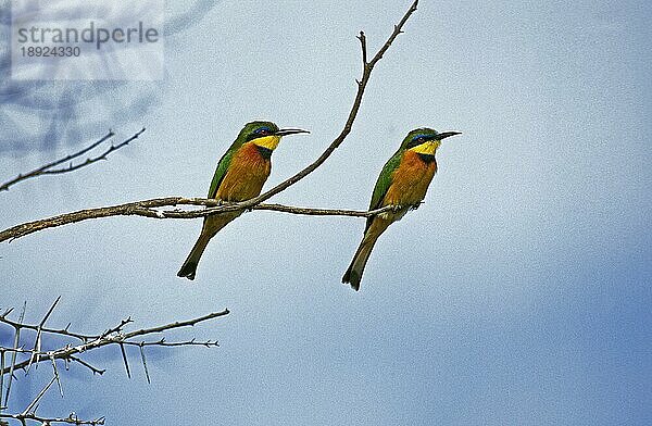 KLEINER BIENENFRESSER (merops pusillus)  ERWACHSENE AUF BRANCHE STEHEND  KENIA