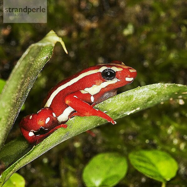 Dreistreifen-Baumsteiger (epipedobates tricolor)  ERWACHSENER