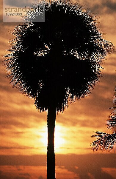 Paurotis-Palme (Acoelorrhaphe wrightii) bei Sonnenaufgang  Everglades-Nationalpark  Florida  USA  Nordamerika