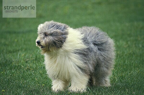 Bobtail-Hund oder Old English Sheepdog  Erwachsener stehend auf Gras