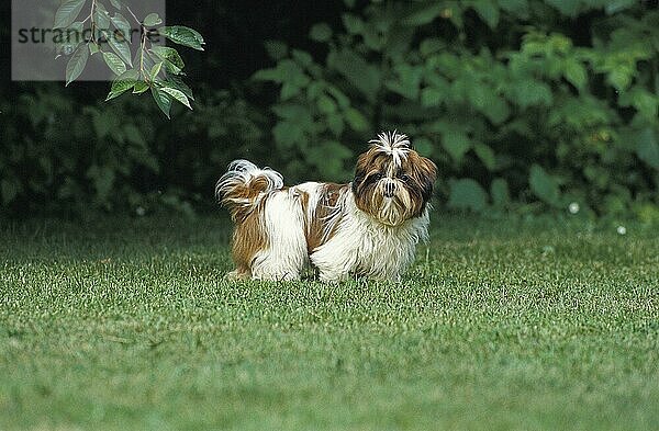 Shi Tzu Hund  Erwachsener stehend auf Gras