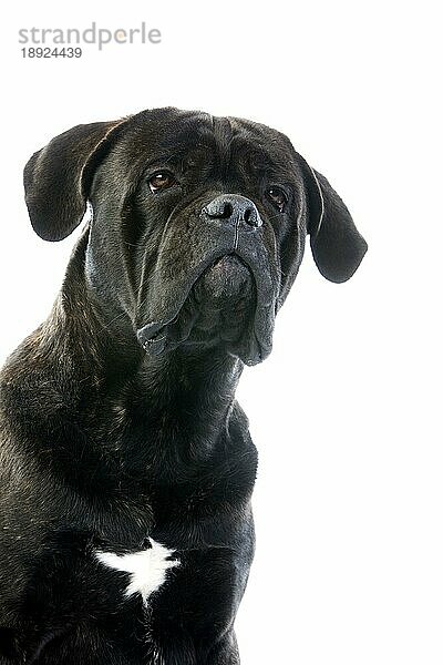 Cane Corso  Hunderasse aus Italien  Porträt eines Erwachsenen vor weißem Hintergrund