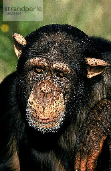 CHIMPANZEE (pan troglodytes)  KOPF EINES ERWACHSENEN