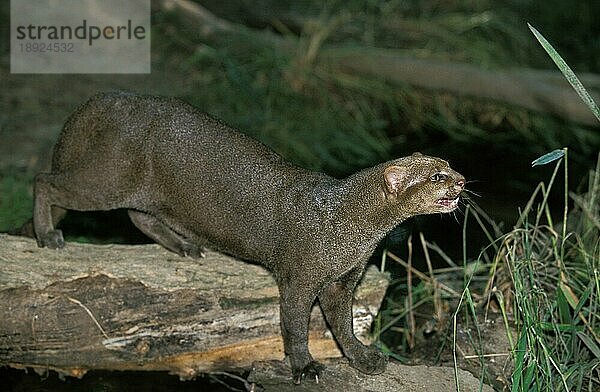 Jaguarundi  herpailurus yaguarondi  Erwachsen