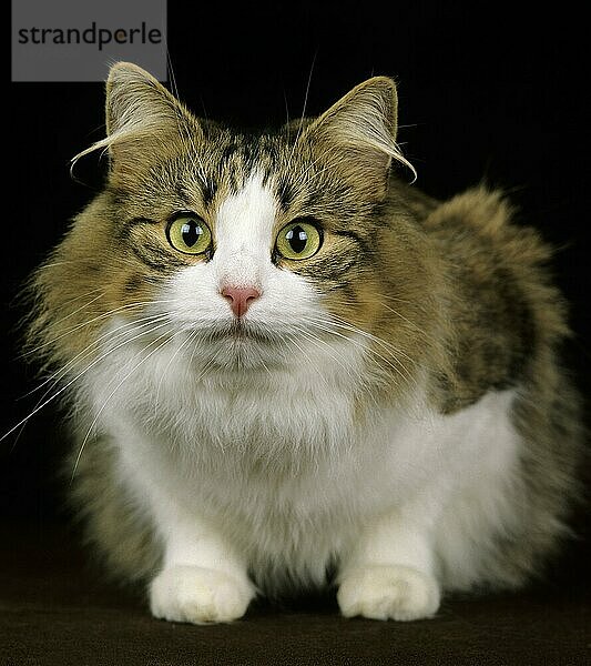 Skogkatt Hauskatze  erwachsen gegen schwarzen Hintergrund