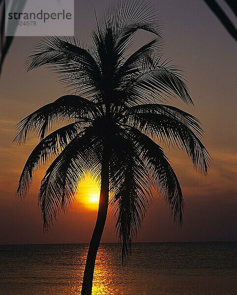 Palme bei Sonnenuntergang