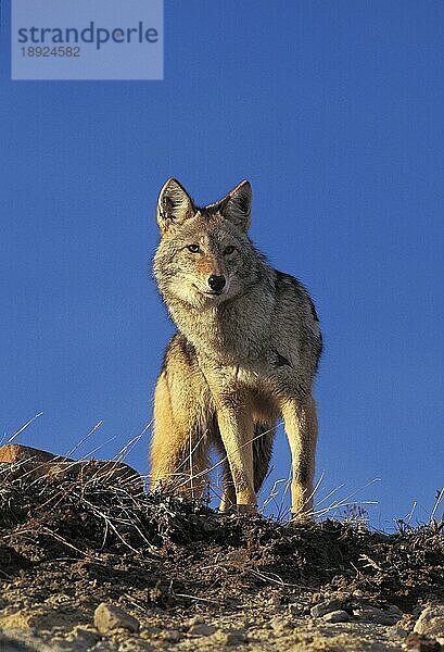 Kojote (canis latrans)  ERWACHSENER  MONTANA