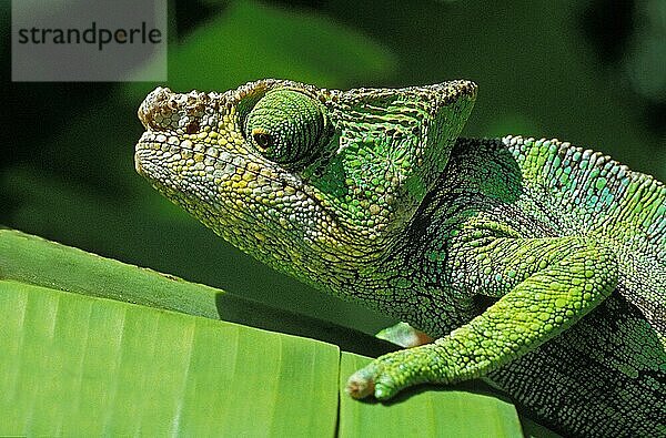 Chamäleon  chamaeleo sp  Erwachsener auf Bananenblatt stehend  Madagaskar  Afrika