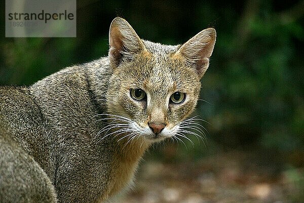 Dschungelkatze (felis chaus)  Porträt eines Erwachsenen