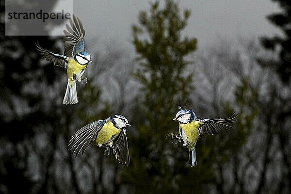 Blaumeise (parus caeruleus)  ERWACHSENE IM FLUG  NORMANDISCH IN Frankreich