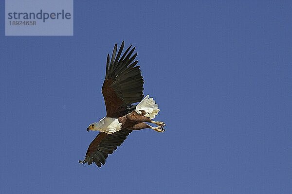 Afrikanischer Fischadler (haliaeetus vocifer)  Erwachsener im Flug  Baringo See in Kenia