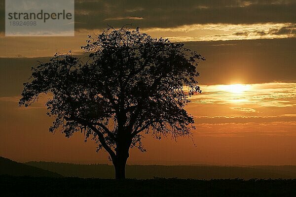 Apfelbaum auf einem Feld bei Sonnenaufgang