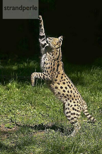 SERVAL (leptailurus serval)  ERWACHSENER JAGEND  AUF HINTERBeinen