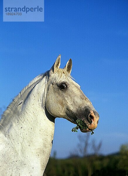 Camargue-Pferd  Porträt eines Erwachsenen mit Gras im Maul