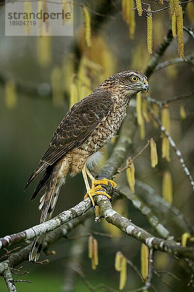 Sperber (accipiter nisus)  Erwachsener auf dem Ast eines Haselnussbaums  Normandie