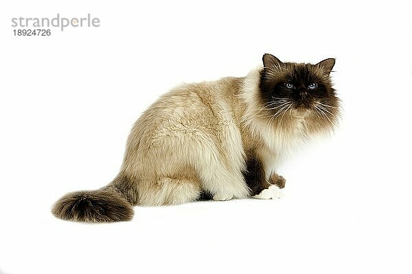 Schokolade Birmanese Hauskatze  Erwachsene sitzen gegen weißen Hintergrund