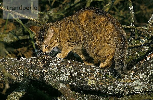 Hauskatze  erwachsen  riecht an einem Zweig