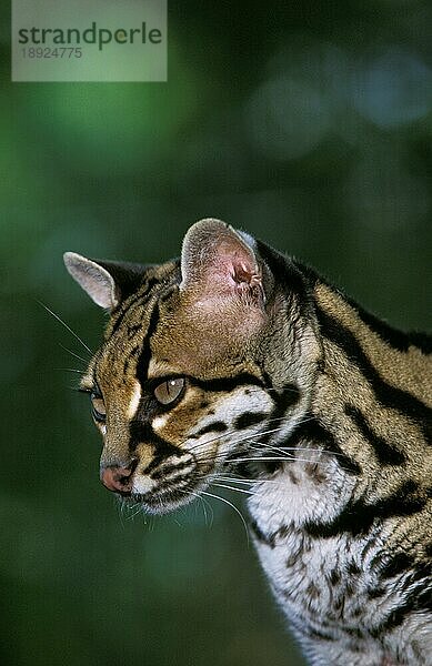 Margay-Katze  leopardus wiedi  Porträt eines Erwachsenen