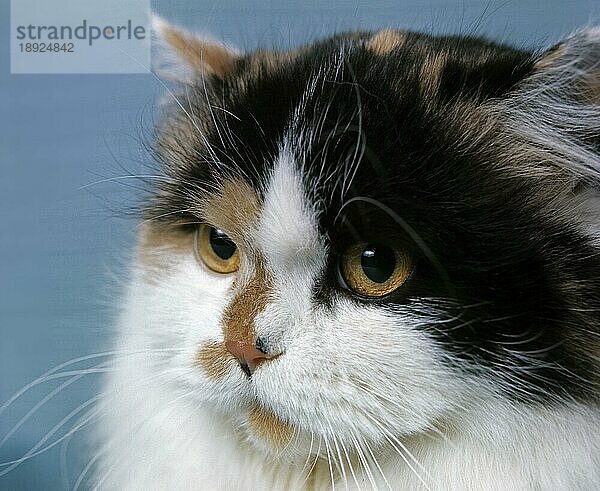 WEISSE UND SCHILDPATTFARBENE PERSISCHE HAUSKATZE  PORTRAIT EINES ERWACHSENEN