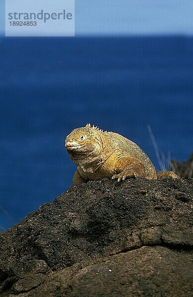 Galapagos Landleguan (conolophus subcristatus)  Erwachsener auf Felsen  Galapagos Inseln