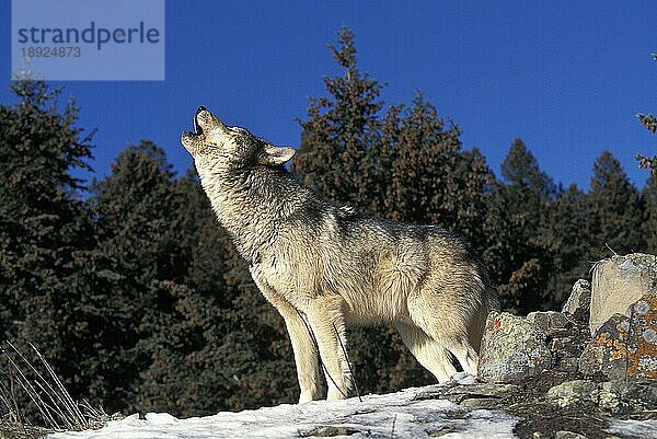 Europäischer Wolf (canis lupus)  erwachsene Bucht