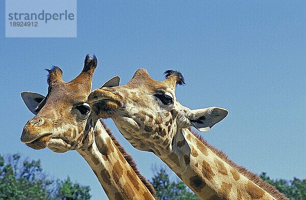 Rothschild-Giraffe (giraffa camelopardalis rothschildi)  Nakuru-See in Kenia