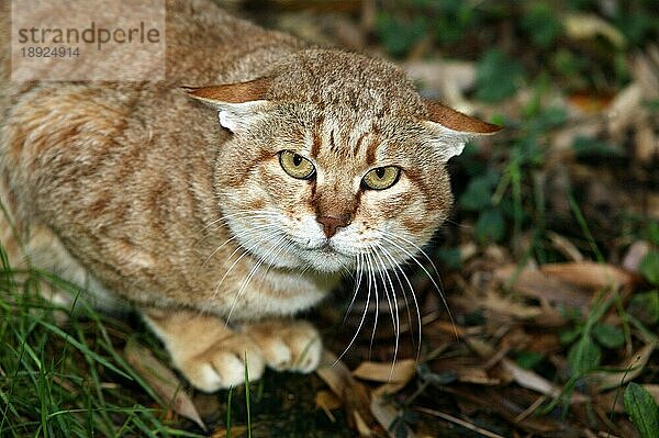 AFRIKANISCHE WILDKATZE (felis silvestris lybica)  ERWACHSEN