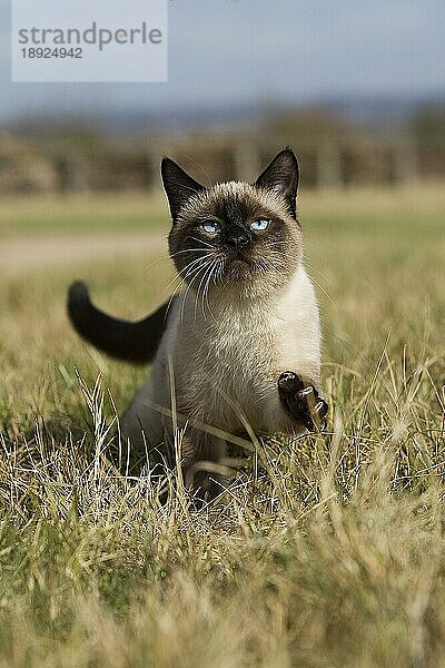 SEAL POINT SIAMESE HAUSKATZE  ERWACHSEN AUF TROCKENEM GRAS